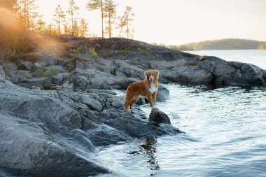 Deniz kıyısındaki köpek. Nova Scotia ördek çanı benzersiz bir manzarada av köpeği.