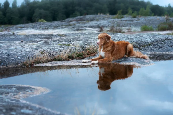 Pes Kamenném Pobřeží Nova Scotia Kachna Mýtný Retrívr Jedinečné Krajině — Stock fotografie