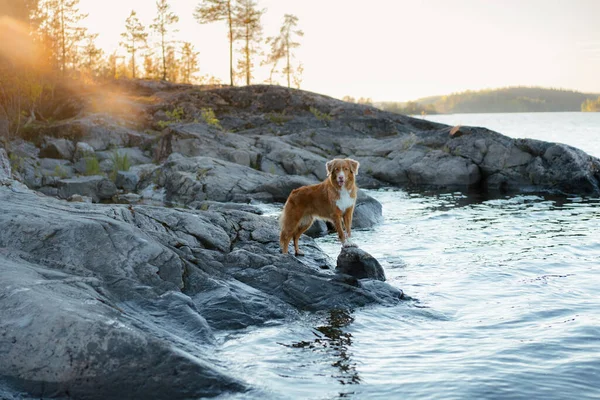 Deniz kıyısındaki köpek. Nova Scotia ördek çanı benzersiz bir manzarada av köpeği.