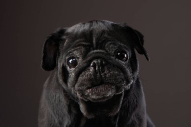 Siyah arka planda çekici bir siyah pug. Stüdyoda hayvan portresi