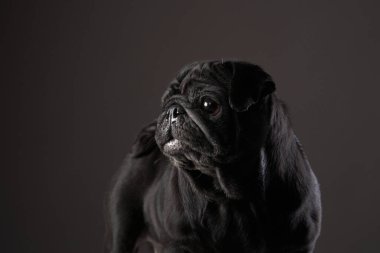 Siyah arka planda çekici bir siyah pug. Stüdyoda hayvan portresi