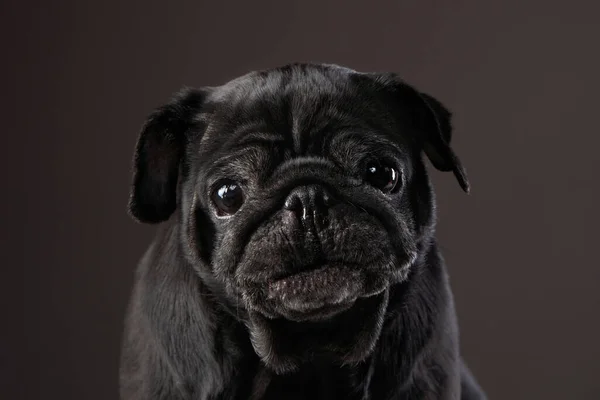 Charming Black Pug Black Background Pet Portrait Studio — Stock Photo, Image