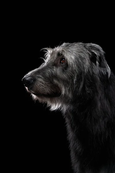 黒を基調とした魅力的なアイルランドの狼狩り バックライト付きのスタジオで犬 — ストック写真