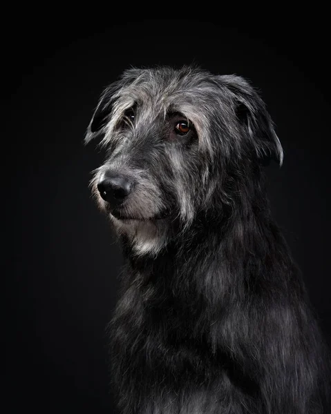 Siyah Arka Plandaki Rlandalı Kurt Köpeği Stüdyoda Köpek Var — Stok fotoğraf