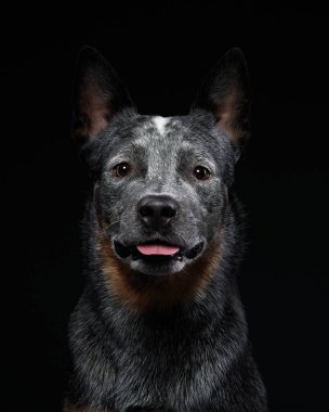 Avustralya sığırları siyah arka planda stüdyoda. Köpek dilini çıkardı.