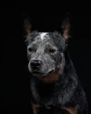 Avustralya Sığır Köpeği siyah arka planda stüdyoda. Karanlıkta köpek