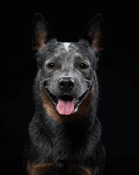 Australian Cattle Dog Estúdio Fundo Preto Cão Escuro — Fotografia de Stock