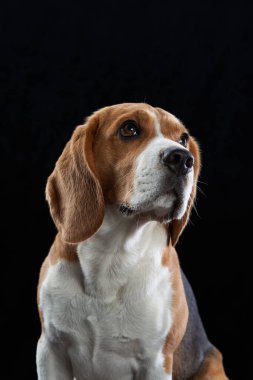 Karanlık arka planda bir portre. Güzel Beagle siyah üzerine 