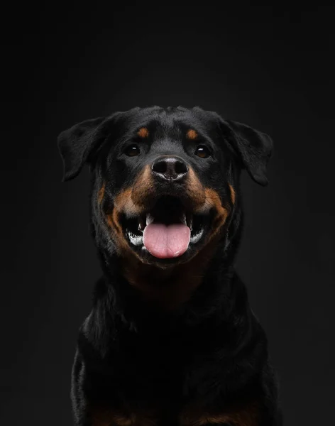 Rottweiler Svart Bakgrund Snygg Svart Hund Mörkret — Stockfoto