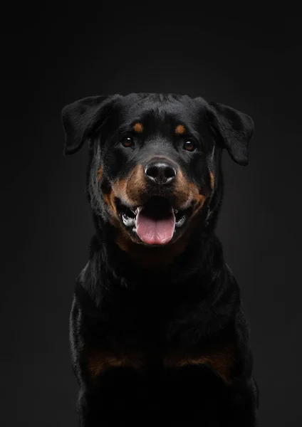 Rottweiler Svart Bakgrund Snygg Svart Hund Mörkret — Stockfoto