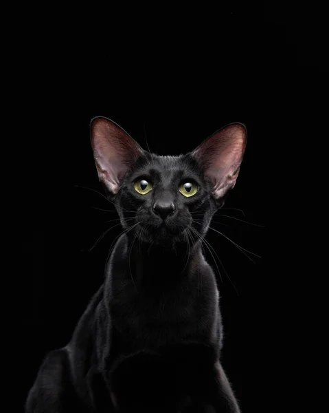 Gato Preto Oriental Fundo Escuro Animal Estimação Gracioso — Fotografia de Stock