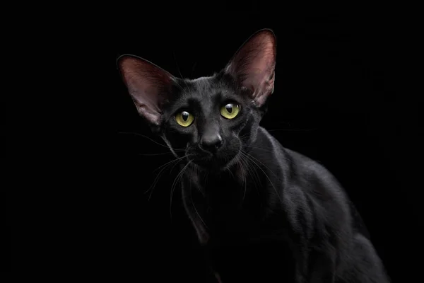 Gato Negro Oriental Sobre Fondo Oscuro Mascota Agraciada —  Fotos de Stock