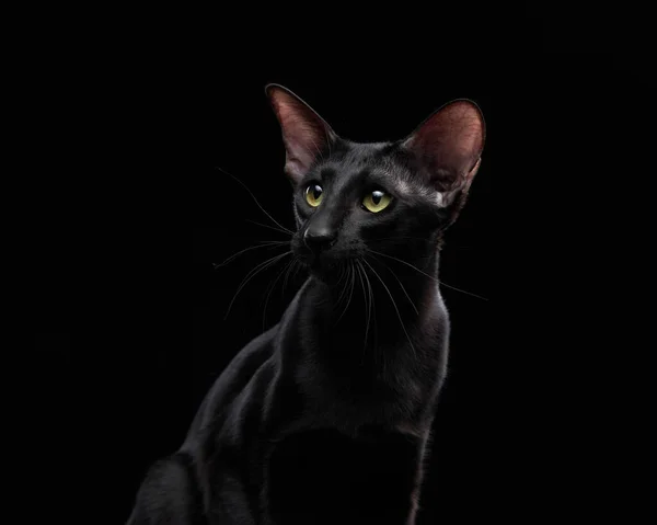 Orientalisk Svart Katt Mörk Bakgrund Graciöst Husdjur — Stockfoto