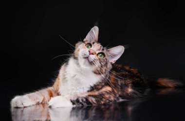 Siyah arka planda Maine Coon Kitten. Fotoğraf stüdyosunda kedi portresi