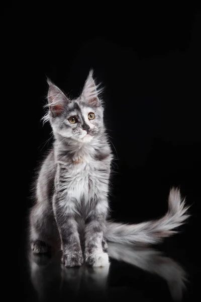 Maine Coon Kitten Black Background Cat Portrait Photo Studio — Stock Photo, Image