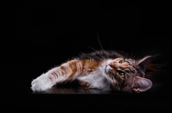 Maine Coon Kitten Sfondo Nero Ritratto Del Gatto Studio Fotografico — Foto Stock