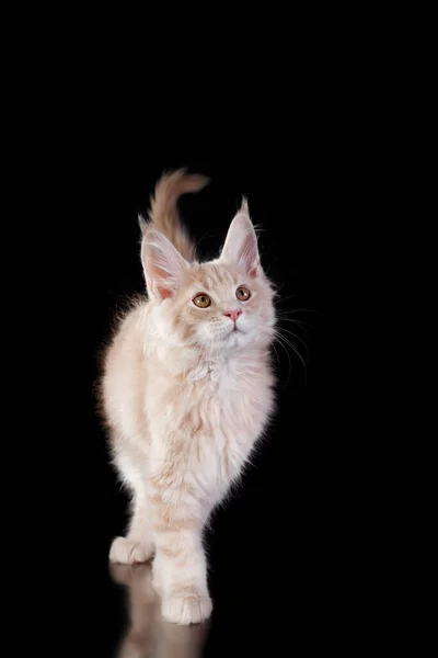 Czerwony Kociak Maine Coon Czarnym Tle Portret Kota Studiu Fotograficznym — Zdjęcie stockowe