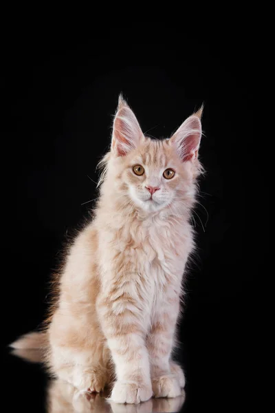 Röd Maine Coon Kitten Svart Bakgrund Katt Porträtt Fotostudio — Stockfoto