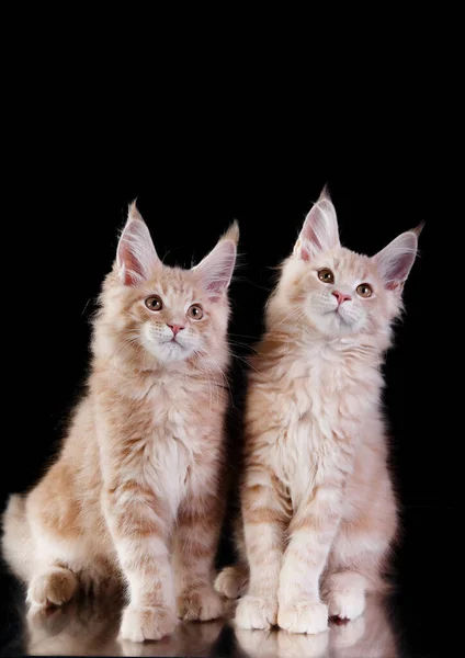 Två Röda Maine Coon Kattungar Svart Bakgrund Katt Porträtt Fotostudio — Stockfoto