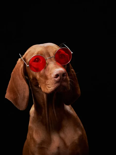 Perro Con Gafas Rojas Hermosa Vizsla Húngara Sobre Fondo Negro — Foto de Stock