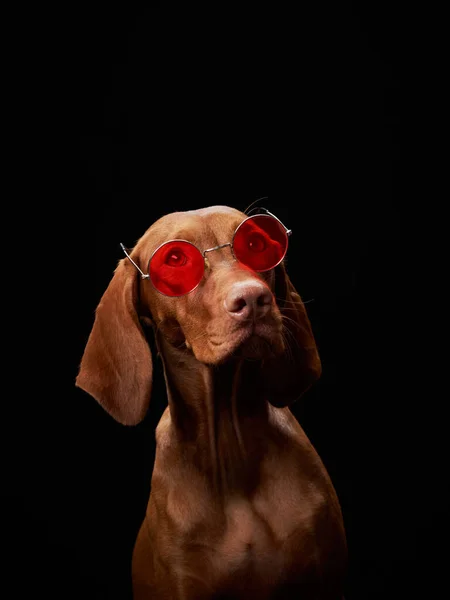 Hund Med Röda Glasögon Vackra Ungerska Vizsla Svart Bakgrund Studion — Stockfoto