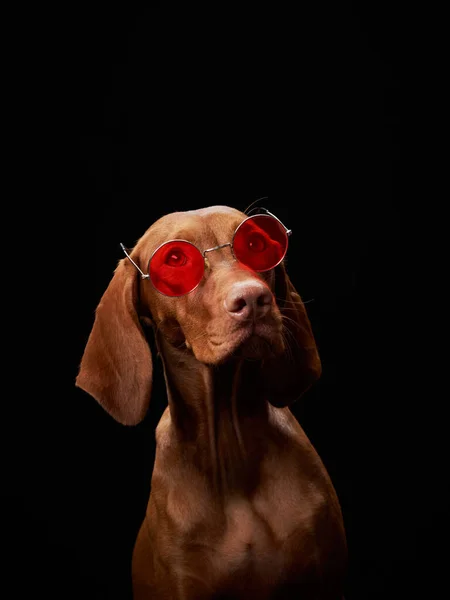 Perro Con Gafas Rojas Hermosa Vizsla Húngara Sobre Fondo Negro — Foto de Stock