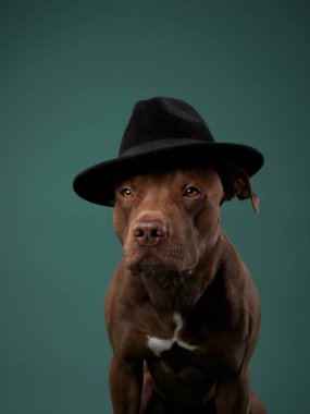 Şapkalı komik köpek. Yeşil arka planda Amerikan pitbull teriyeri.