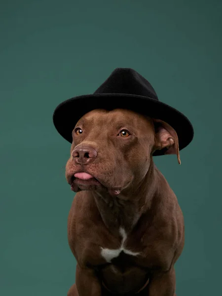 Funny Dog Hat American Pit Bull Terrier Green Background — Stock Photo, Image