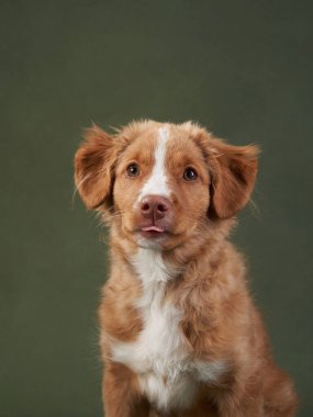 Yeşil arka planda Nova Scotia ördek köpek yavrusu. Çekici Köpek stüdyoda. Komik bilardo