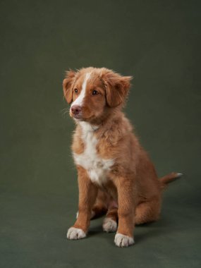 Yeşil arka planda Nova Scotia ördek köpek yavrusu. Çekici Köpek stüdyoda. Komik bilardo