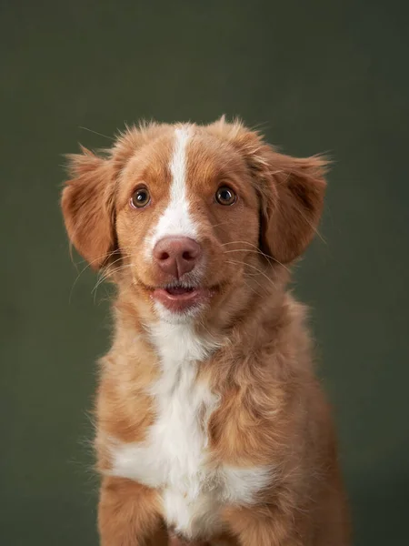 Nova Escócia Pato Recuperar Filhote Cachorro Fundo Verde Cão Encantado — Fotografia de Stock