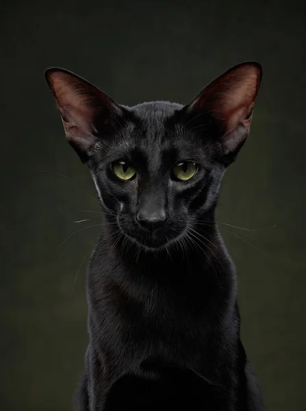 Keleti Fekete Macska Egy Sötét Zöld Vászon Háttér Kecses Kisállat — Stock Fotó