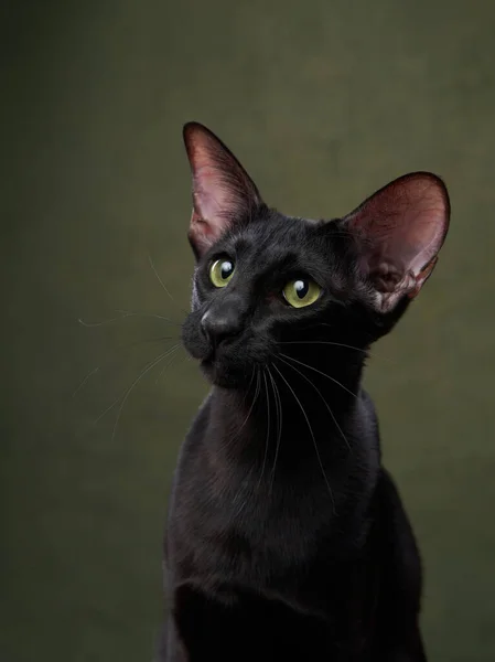 Orientalische Schwarze Katze Auf Dunkelgrünem Leinwandhintergrund Anmutiges Haustier — Stockfoto