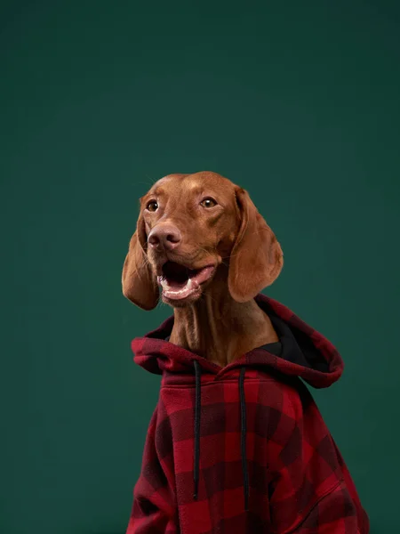 Hipsterhund Huvtröja Konceptuellt Porträtt Hund Grön Bakgrund Roliga Ungerska Vizsla — Stockfoto