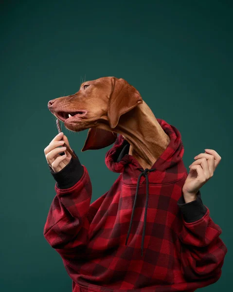 フード付きのパーカーのヒップスター犬は彼の手で軽食を保持しています 緑の背景に犬の概念的な肖像画 面白いハンガリー語Vizsla — ストック写真