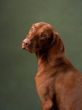 Köpek yeşil tuval arka planda. Çekici ve duygusal Macar Vizsla