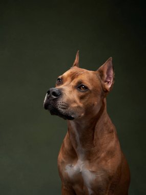 Yeşil bir tuval üzerinde bir köpeğin portresi. Staffordshire Terrier, American Pit Bull Terrier stüdyoda.