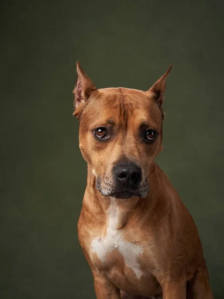 Πορτρέτο Ενός Σκύλου Φόντο Πράσινου Καμβά Staffordshire Terrier American Pit — Φωτογραφία Αρχείου