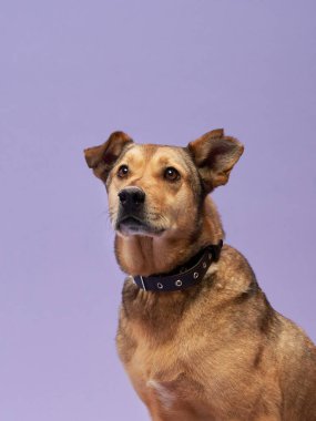 Güzel bir köpek leylak arka planının portresi. Türlerin karışımı. Mutlu Pet stüdyoda