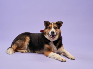 Güzel bir köpek leylak arka planının portresi. Türlerin karışımı. Mutlu Pet stüdyoda yatıyor.