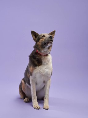 Güzel bir köpek leylak arka planının portresi. Türlerin karışımı oturur. Mutlu Pet stüdyoda
