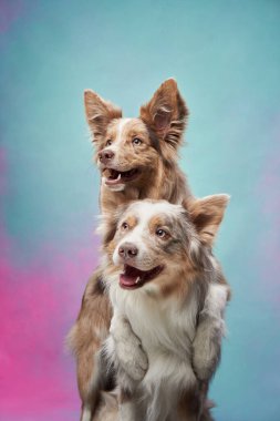 İki köpek sarılıyor. Renkli arkaplanda mutlu sınır köpekleri. Aşk, ilişki, komik. 