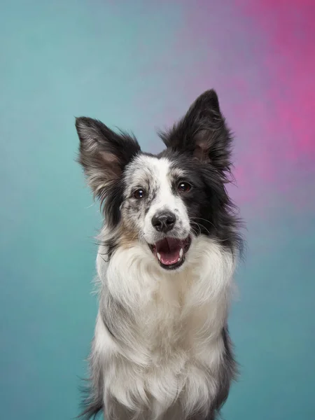 Смешная Собака Цветном Фоне Счастливого Пограничного Колли Студии Портрет Животного — стоковое фото