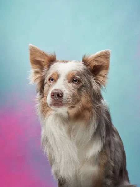 Cão Engraçado Fundo Colorido Happy Border Collie Estúdio Retrato Animal — Fotografia de Stock