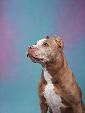 Gri saçlı köpek. Stüdyoda renkli bir geçmişi olan eski bir pitbull teriyeri.