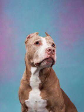 Gri saçlı köpek. Stüdyoda renkli bir geçmişi olan eski bir pitbull teriyeri.