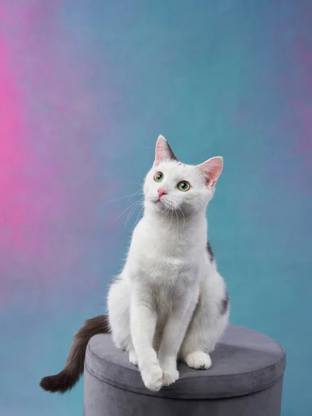 Vacker Vit Katt Med Svarta Fläckar Färgad Bakgrund Sällskapsdjur Fotostudio — Stockfoto
