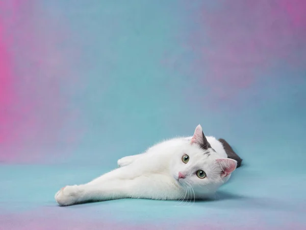 Vacker Vit Katt Med Svarta Fläckar Färgad Bakgrund Sällskapsdjur Fotostudio — Stockfoto
