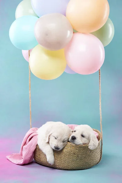 Szczeniaki Koszyku Balonami Dzieci Golden Retriever Kolorowym Tle Śpiący Pies — Zdjęcie stockowe