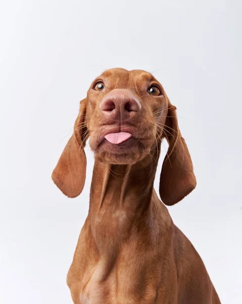 Lustig Hund Visar Tungan Ungerska Vizsla Vit Bakgrund — Stockfoto